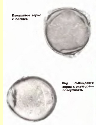 Снежноягодник, жимолость виргинская (Symphoricarpus racemosus Michx.)-пыльцевые зерна Снежноягодник, жимолость виргинская (Symphoricarpus racemosus Michx.)-пыльцевые зерна
